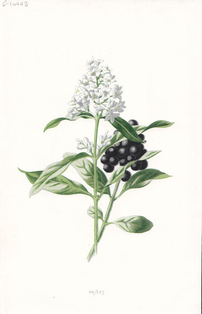 FLOWERS. Privet c1895 old antique vintage print picture